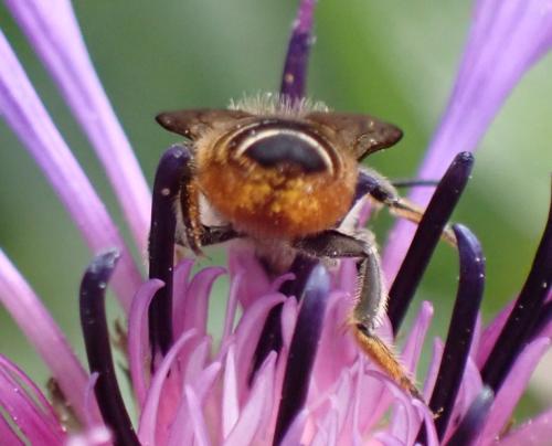 Megachile centuncularis